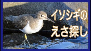 ★NO 18☆ イソシギのえさ探し　ー東京港野鳥公園ー