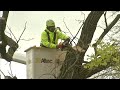 Crews cut down Lincoln Park Zoo tree older than Chicago