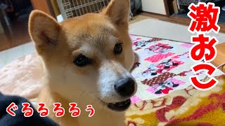 普段怒らない柴犬ハナが唸るほど激おこになってしまった shiba inu