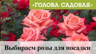 Голова садовая - Выбираем розы для посадки