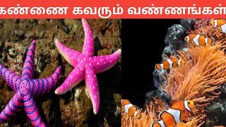 அழகான 7 கடல் உயிரினங்கள் / Sea Creatures / Tamil Display