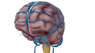 vascularisation veineuse du cerveau