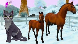 Buying New Horse + Free Christmas Cat Star Stable Online Bay Andalusian Video