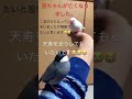 2羽になった文鳥ズ ペット ペットなくなる 悲しみ インコ 文鳥