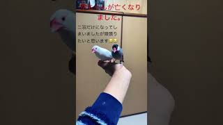 2羽になった文鳥ズ#ペット#ペットなくなる#悲しみ#インコ#文鳥