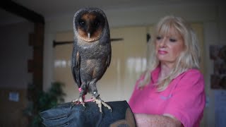 Rare Black Barn Owl