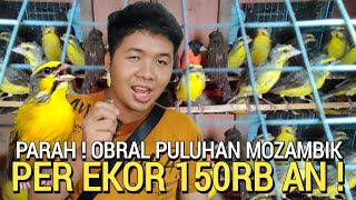 BURUNG MURAH ! PULUHAN EKOR MOZAMBIK SEHAT DI OBRAL 150RB AN KIOS SIGIT PASAR BURUNG PRAMUKA