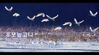 우포늪 큰고니 4k영상 | 겨울철새 | 큰고니의비상 | 흑고니 | 철새도래지 | Cinematic video | Swans in Upo Wetland