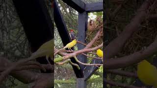 Canary Singing | Bird Sounds | Aviary Bird | Bird Song