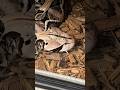 Gaboon VIPER has a loose FANG! #shorts #short #nature #animal #wildlife #reptiles #florida #snake