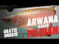 BANYAK PILIHAN BAHAN ARWANA SPEK BAGUS DI KIOS INI !!! HARGA IKAN ARWANA DI JATINEGARA TERBARU