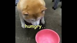 Chonky shibe is hungry