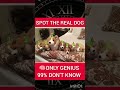 SPOT THE REAL DOG | IQ TEST QUESTIONS  | GENERAL KNOWLEDGE QUIZ #dog #iq #quiz #riddles #shorts #usa