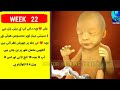 baby development week by week pregnancy week by week week by week pregnancy symptoms baby growth