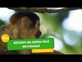 Refugio del mono feliz en Panamá - TvAgro por Juan Gonzalo Angel Restrepo