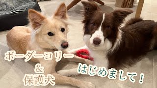 #1 ボーダーコリーと保護犬の仲良し姉妹「はじめまして！」