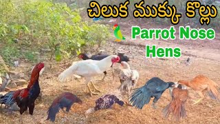 Pure Parrot Nose Hens చిలుక ముక్కు కొల్లు