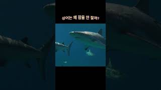 상어는 왜 잠을 안 잘까? #Shorts