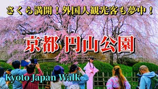 4月2日(火)【Maruyama Park】有名な「祇園しだれ桜」や、約650本の桜が植えられた円山公園は、毎年多くの花見客が訪れる京都随一の桜の名所です。