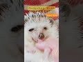 【hedgehog】まだマッサージしてほしいハリネズミ〜ハリネズミのミントの生後4ヶ月のころ