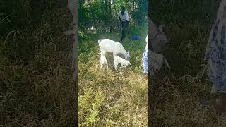 villagelife morning routine#somali land#semi dessert climate#village girl life#shorts#villagelife