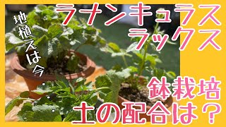 【ラナンキュラスラックス】植えっぱなしOK！地植えのラナンキュラスラックスの様子と追加購入分の鉢への植え付け【鉢栽培の土の配合は？】