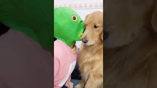 Try Not To Laugh - Best Funny dogs videos - FUNNIEST ANIMAL VIDEOS 2021 🐶😹 🙉🐹