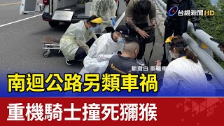 南迴公路另類車禍 重機騎士撞死獼猴