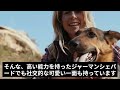 【ジャーマンシェパード】力強さと高い知性で絶対の忠実心の大型犬