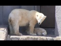 mom s feet touched cub fell 後ろ足にご用心！ホッキョクグマ親子