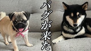 【新しい家族】パグの女の子が柴犬こじろーと初めて会う日