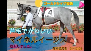 芦毛でかわいい！マイネルイージス　ゴールドシップ産駒の２歳新馬パドック　＃ゴールドシップ産駒　＃ゴールドシップ #ゴルシ　＃競馬