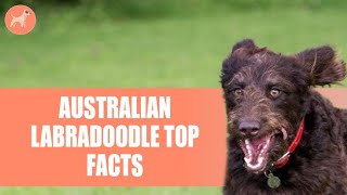 Australian Labradoodle: Important Facts You Need To Know Before Getting One