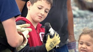 Puffin Rescue | CBC Kids News