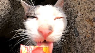 子育て奮闘中のガリガリの母猫に子猫たちに内緒でちゅ～るをあげていたら子猫が様子を見にきた 野良猫 感動猫動画