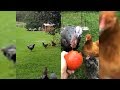 Rescued Turkey Is Inseparable From His Chicken Best Friends