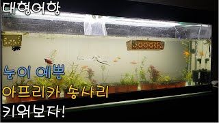 눈이 예쁜 아프리카에 살고있는 송사리를 키워보자! 열대어 키우기! 대형어항, 수초, 베타, 램프아이