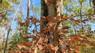 Marcescence \u0026 Beech Trees on Spring Island