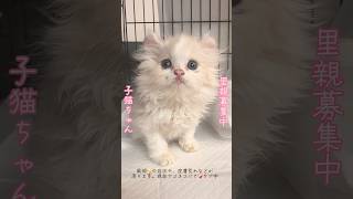 #里親募集中子猫アゴはネコ  #子猫ちゃん