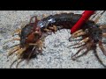 玄関に巨大ムカデが！？ huge centipede Огромная многоножка