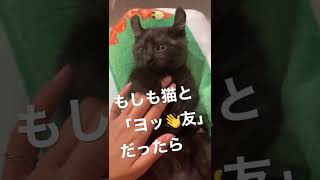 キンカローの子猫ともしヨッ友になったら？フレンドリーすぎてズッ友案件 #Shorts