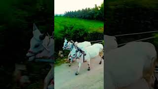 વઢિયારા બળદ ના વિડ્યો #video #farmer #khedut #youtube #ox #subcribe #like #trending #shorts