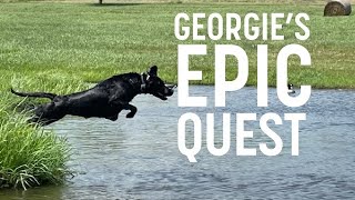 HRC Finished Hunt Test: Georgie's Journey to Hunting Retriever Champion | Part 1 of 3