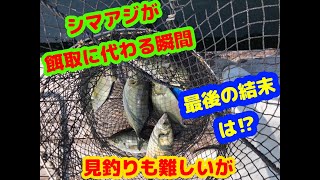 【海上釣堀】シマアジが餌取に変わる瞬間＃ヒラマサの最後の結末＃シマアジ＃海上釣堀＃雑賀埼シーパーク＃2021/07/30＃シマアジトルネード#ころ太郎＃ころ太郎釣り日記＃釣りはじめて10ヵ月#熱中症