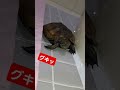 手の骨が折れた瞬間 short 亀 可愛い 流行る バズる ウンキュウ ペット 骨折 手 turtle 助けて