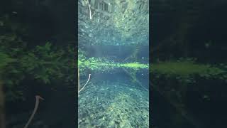 Under water | beautiful pond malappuram #shots #30second #shortvideo