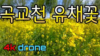 곡교천 유채꽃(Gokgyocheon canola flower 4k drone)