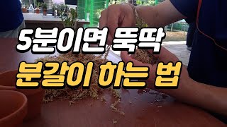 수태로 석곡 분갈이 5분만에 뚝딱 끝내기(石斛の育て方)