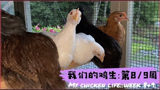 Week 8\u00269 Recovered, Beginner Raise Backyard Chicken July 19, 2021 治好了 我的鸡生 第八／九周 ASMR