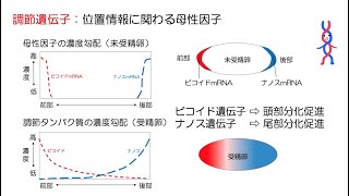 54高校生物「形態形成と位置情報」2022